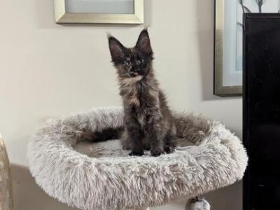 Zara - Maine Coon - Gallery Photo #1