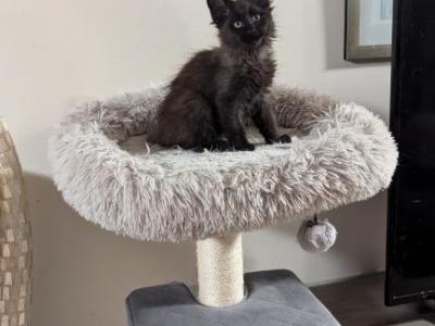 Zinnia - Maine Coon - Gallery Photo #1
