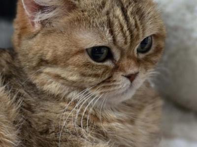 Bella - Scottish Fold - Gallery Photo #1