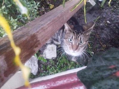 Bearina - American Shorthair - Gallery Photo #1