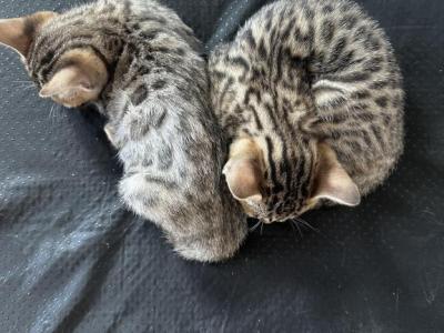 Kitten - Bengal - Gallery Photo #1