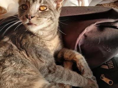 Watermelon - Egyptian Mau - Gallery Photo #1