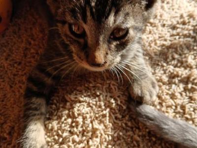 Bentley - American Shorthair - Gallery Photo #1