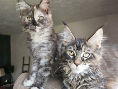 Espresso Litter E - Maine Coon - Gallery Photo #1