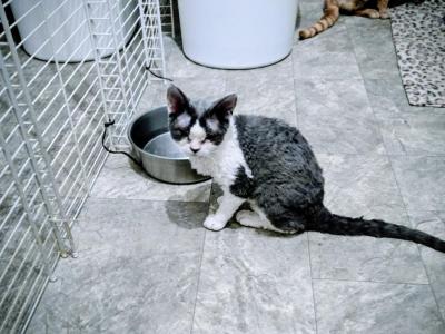 Oreo - Devon Rex - Gallery Photo #1