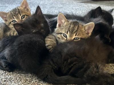 Daphne - Domestic - Gallery Photo #1