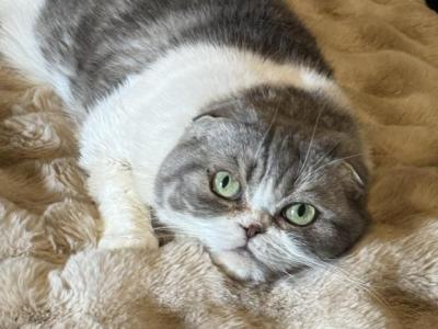 Talula - Scottish Fold - Gallery Photo #1