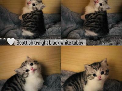 Tabby - Scottish Straight - Gallery Photo #1