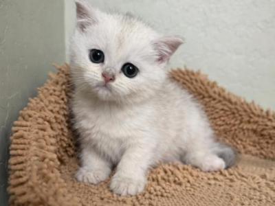 Mina - British Shorthair - Gallery Photo #1