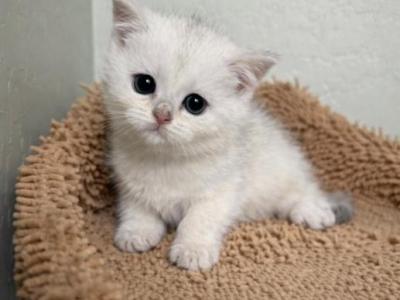 Mia - British Shorthair - Gallery Photo #1