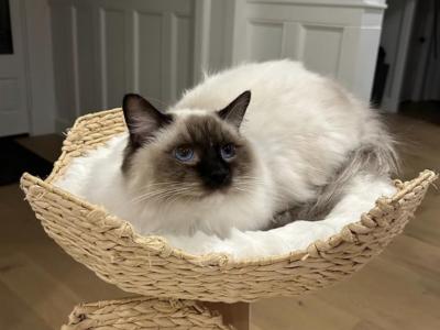 Johnny Seal Mitted Male - Ragdoll - Gallery Photo #1