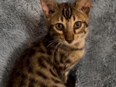 F6 SAVANNAH KITTEN - Savannah - Gallery Photo #1