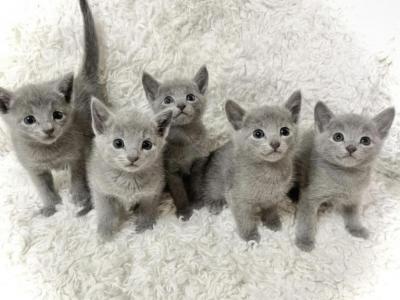 Russian Blue Winter Litter - Russian Blue - Gallery Photo #1