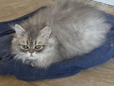 Luigi - Persian - Gallery Photo #1