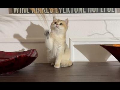 Logan - British Shorthair - Gallery Photo #1