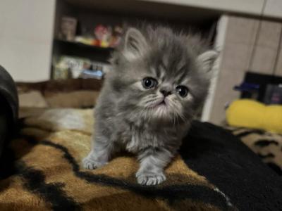Sir Blu - Persian - Gallery Photo #1