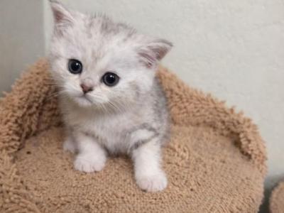 Sky - British Shorthair - Gallery Photo #1