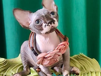 Naomi - Sphynx - Gallery Photo #1
