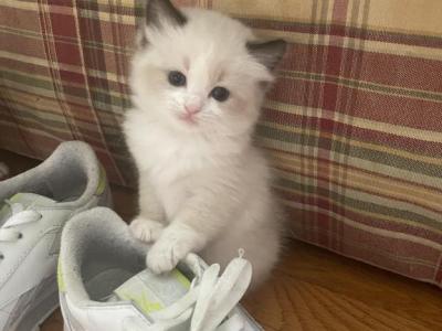 Ragdoll Kittens Pennsylvania - Ragdoll - Gallery Photo #1