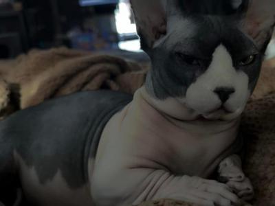 Ben - Sphynx - Gallery Photo #1