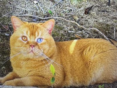 Wesley - British Shorthair - Gallery Photo #1