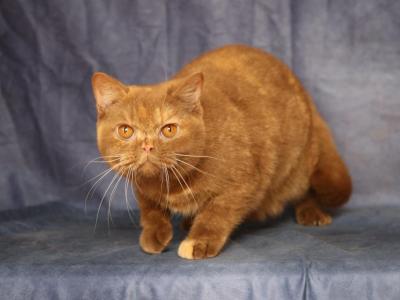 Tundra - British Shorthair - Gallery Photo #1