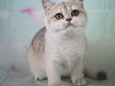 Holli - British Shorthair - Gallery Photo #1