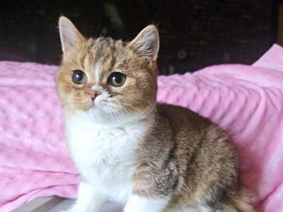 Niko - British Shorthair - Gallery Photo #1