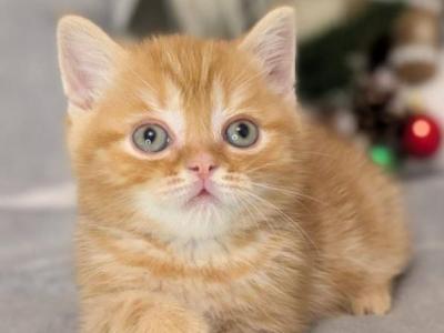 Cheeto - British Shorthair - Gallery Photo #1