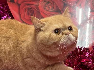 Garfield - Exotic - Gallery Photo #1