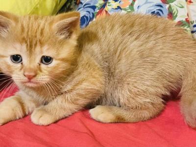 These Kittens Will Bring Happiness And Joy To Your - Scottish Straight - Gallery Photo #1