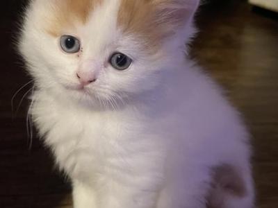 Angel Longhair Scottish Straight Kitten - Scottish Straight - Gallery Photo #1