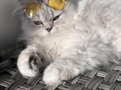Scottish Long Haired Kitten - Scottish Straight - Gallery Photo #1