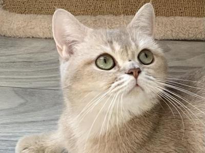 Amiketo San Eliza Scottish Straight Lilac Kitty - Scottish Straight - Gallery Photo #1