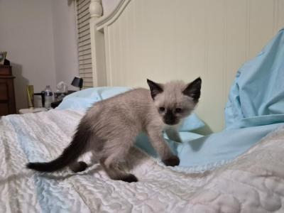 Evelyn Sweeties - Siamese - Gallery Photo #1