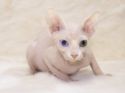 Mateo Odd Eye - Sphynx - Gallery Photo #1
