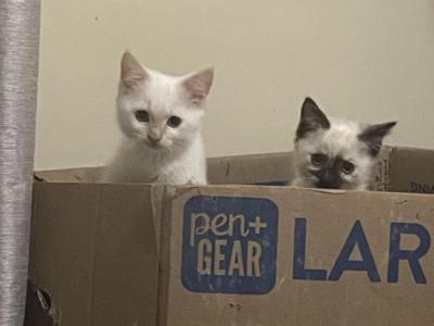 Beautiful Balinese Kittens 4 Females - Balinese - Gallery Photo #1