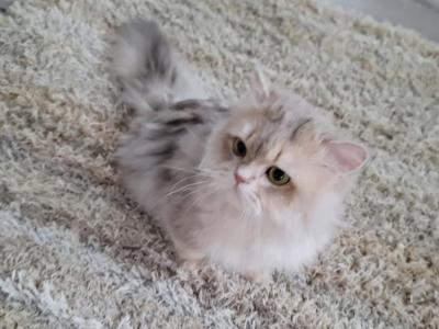 SERGEY - Scottish Fold - Gallery Photo #1