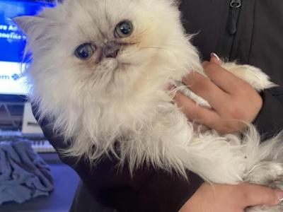 Precious Sweet Girl - Himalayan - Gallery Photo #1