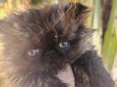 Luna Of Towercastle - Persian - Gallery Photo #1