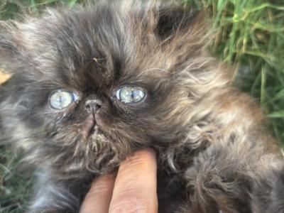 Luna Of Towercastle - Persian - Gallery Photo #1