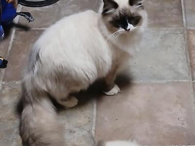 Chocolate Snuggles - Ragdoll - Gallery Photo #1