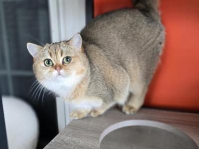 Glow - Scottish Straight - Gallery Photo #1