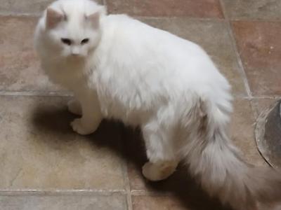 Lilac Haze - Ragdoll - Gallery Photo #1