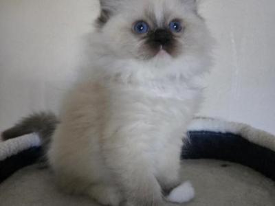 Caramel - Ragdoll - Gallery Photo #1