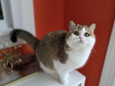 Taffy - Scottish Straight - Gallery Photo #1