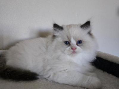 Afroditedolls Love Bug - Ragdoll - Gallery Photo #1