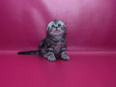 Parker Scottish - Scottish Fold - Gallery Photo #1