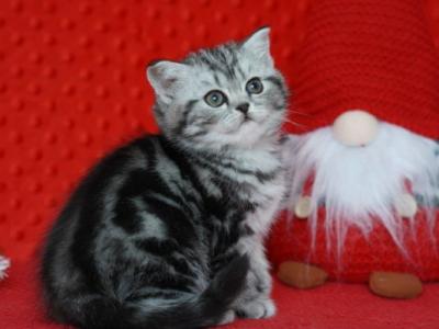 Nolla Scottish - Scottish Straight - Gallery Photo #1