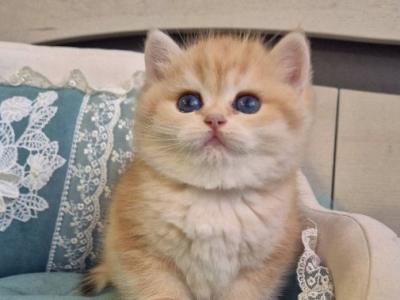 Mark Scottish - Scottish Straight - Gallery Photo #1